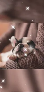 Sleeping puppy in sweater with sparkling stars.