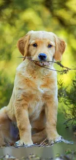 Golden retriever puppy sitting in a vibrant green forest.