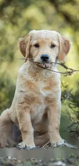 Golden retriever puppy sitting in a lush forest setting.