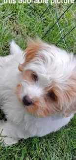 Adorable fluffy puppy lying on green grass.