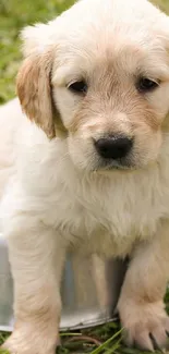 Cute fluffy puppy sitting in grass, perfect for a mobile wallpaper.