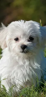 Adorable white puppy sitting in grass with a natural green backdrop.