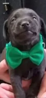 Adorable black puppy with green bow tie, held in hands.