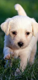 Adorable puppy running in a lush green field