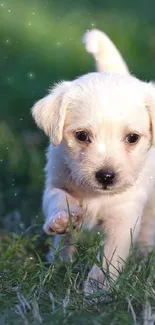 A cute puppy walking through a green, sunlit field.