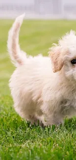 Cute fluffy puppy in a lush green field, perfect for pet lovers.