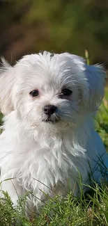 Adorable white puppy sitting in lush green grass in the sunlight.