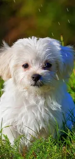 Adorable white puppy sitting in a vibrant green field.