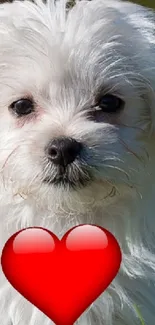 Adorable white puppy with red heart in lush green field background.