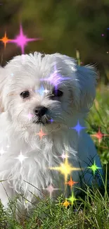 Adorable white puppy in a green field, enjoying the outdoors.