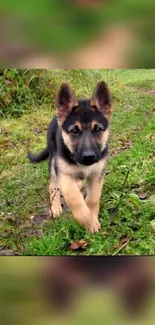 German Shepherd puppy playing in green field.