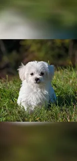 Cute white puppy sitting on green grass in a sunlit field.