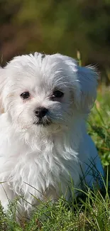 Cute white puppy sitting on lush green grass in natural setting.