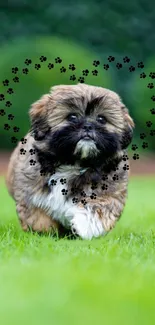 Adorable brown puppy running on green grass with paw prints.