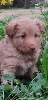 Adorable fluffy puppy surrounded by lush green grass.