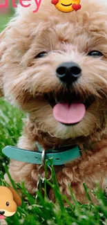 Adorable puppy smiling on green grass with playful emojis.