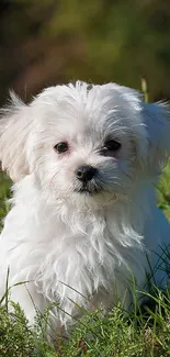 Adorable white puppy sitting in lush green grass.
