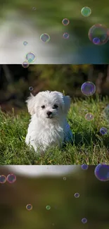 Fluffy white puppy in grassy field with floating bubbles.