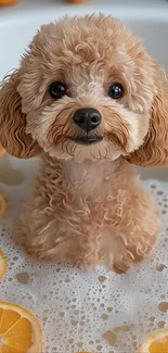 Cute curly-haired puppy in orange bubble bath.