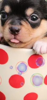 Cute puppy in a polka dot mug with colorful bubbles.