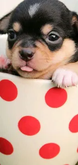 Cute puppy in a red polka dot mug, adorable phone wallpaper.