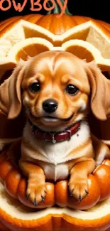 Cute puppy inside an orange carved pumpkin with cowboy text.