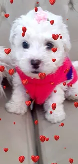 Cute white puppy in pink sweater with red hearts background.