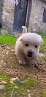 Adorable white puppy exploring outdoors near rustic stone building.