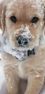 Cute golden retriever puppy playing in snow, perfect for mobile wallpaper.