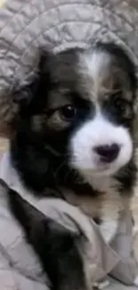 Cute puppy in a fashionable beige outfit, sitting indoors.