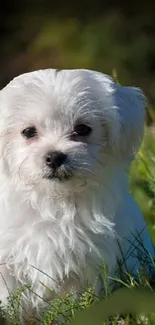 Adorable white puppy sitting on green grass in sunlight.