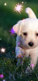 Cute puppy walking on a grassy field under soft sunlight.