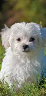 Adorable white puppy on lush green grass in sunlight.