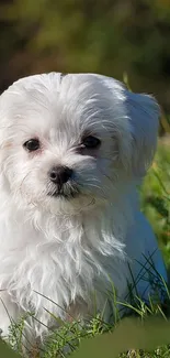 Fluffy white puppy sitting in a sunny green field.