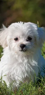 White puppy sitting in green grass under sunlight.