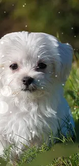 A cute white puppy sitting in a sunny, grassy field.