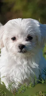 Adorable fluffy white puppy sitting in a sunny green meadow.