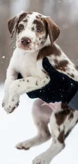 Adorable brown and white puppy held in snowy winter landscape.