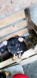 Cute puppy sitting in a rustic wooden crate.