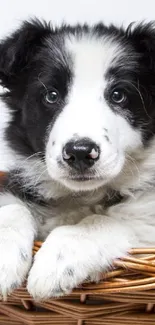 Cute black and white puppy in a woven basket on a white background.