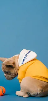 Cute puppy in yellow hoodie sitting on a blue background with an orange ball.