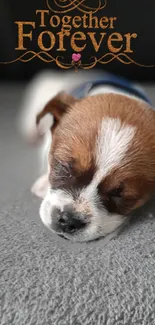 Puppy sleeping with 'Together Forever' text.