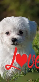 Adorable white puppy with 'Love' text on grass background.