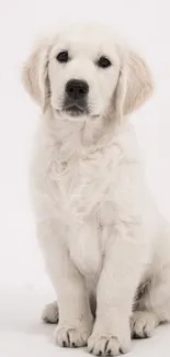 Cute fluffy white puppy sitting on a plain white background.