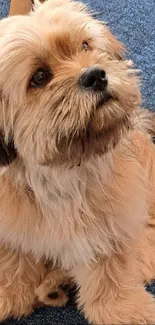 Adorable fluffy puppy sitting on a blue carpet, perfect for pet lovers.