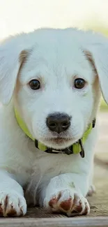 Adorable white puppy on wooden surface.