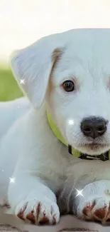 Adorable white puppy with green collar wallpaper.