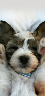 Adorable puppy lying on its back with paws up, perfect mobile wallpaper.