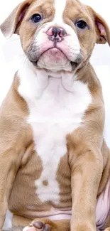 Cute brown and white puppy sitting on a white background.
