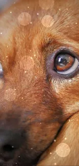 Adorable brown puppy on plaid pattern background.